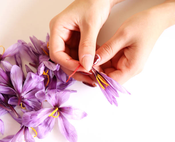 Close-up of hand holding saffron crocus. The crimson stigmas called threads are collected to be as a spice. It is among the world's most costly spices by weight. Close-up of hand holding saffron crocus. The crimson stigmas called threads are collected to be as a spice. It is among the world's most costly spices by weight. Nature concept. saffron plant stock pictures, royalty-free photos & images