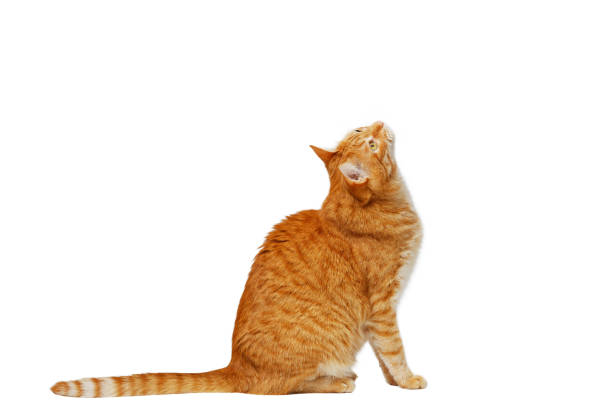 istock Red cat sitting and carefully looking up. Isolated on white. 1316289570