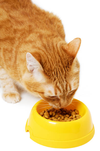 istock Red cat eats his food from a yellow bowl on a white floor. 1316289571