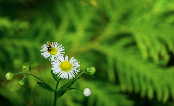 macro de minuscules fleurs blanches annuelles fleabane ou annuus erigeron (daisy ou puce marguerite orientale) avec hoverfly - famille syrphidae. plan rapproché sélectif avec l’espace de copie sur le fond flou vert - hoverfly nature white yellow photos et images de collection