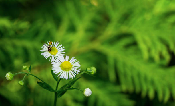 ホバーフライと小さな年次フリーバネ白い花やエリゲロンの無ヌウス(デイジーまたは東デイジーフリーバネ)のマクロ - 家族シウフィダエ。緑のぼやけた背景上のコピースペースを使用した� - wildflower spring close up daisy ストックフォトと画像