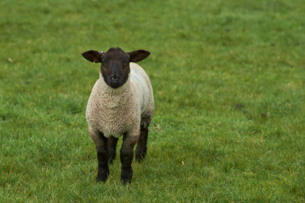 istock Sheep in the Cotswolds 1316290431