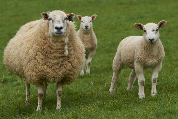 istock Sheep in the Cotswolds 1316290455