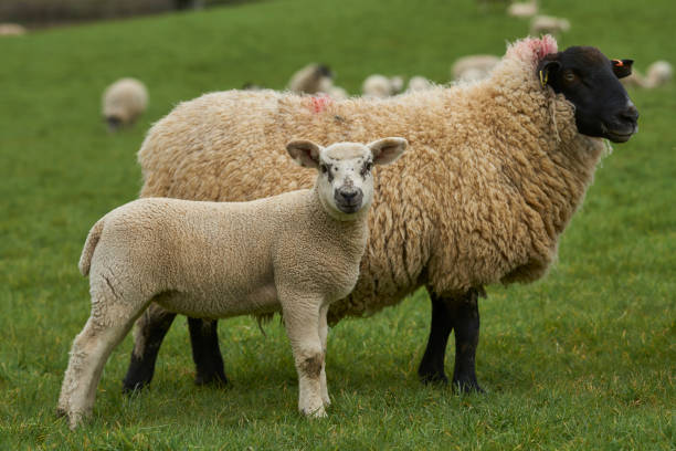 istock Sheep in the Cotswolds 1316290616