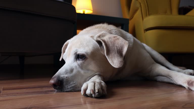 Sad dog lying down and waiting for his owner