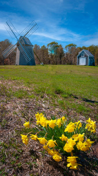 daffodils at the mill - daffodil spring flower new england imagens e fotografias de stock