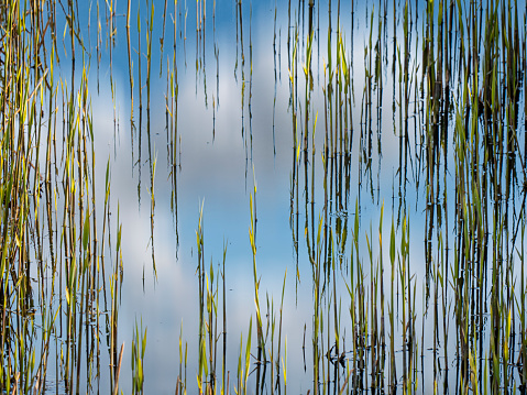 Green plants are reflected in the lake. Horizontal photo