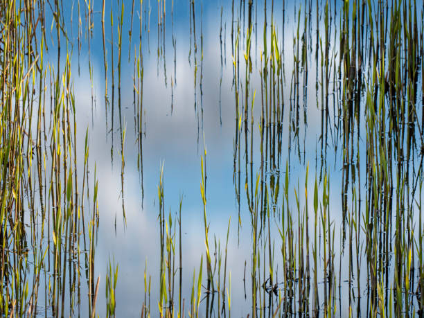 Reeds in spring stock photo