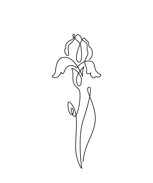 iris blume vektor illustration in einfachen minimalen kontinuierlichen umriss linie stil. natur-blüten-kunst für florales botanisches design. isoliert auf weißem hintergrund - iris stock-grafiken, -clipart, -cartoons und -symbole