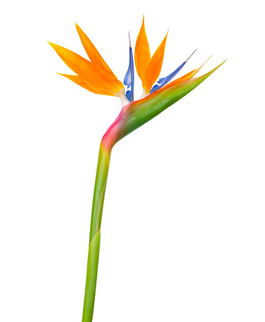 Exotic strelitzia flowers or bird of paradise isolated on white background, with clipping path for design elements