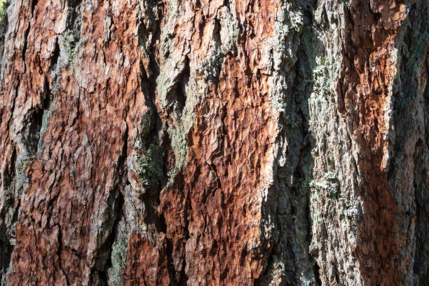 nahaufnahme der baumrinde. sibirische lärche. teilweise mit flechten bedeckt. hintergrund. textur. - bark textured close up tree stock-fotos und bilder