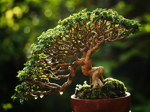 Small bonsai tree on beautiful nature background in the morning. Bonsai and Gardening Concept.