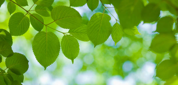 istock Banner image of leaves 1316298071