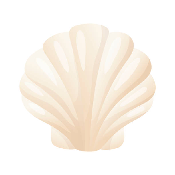 Vector isolated illustration on white background. White beautiful gradient shell. Inhabitants of the aquatic world. Isolated illustration on white background. White beautiful gradient shell. Inhabitants of the aquatic world. seashell stock illustrations