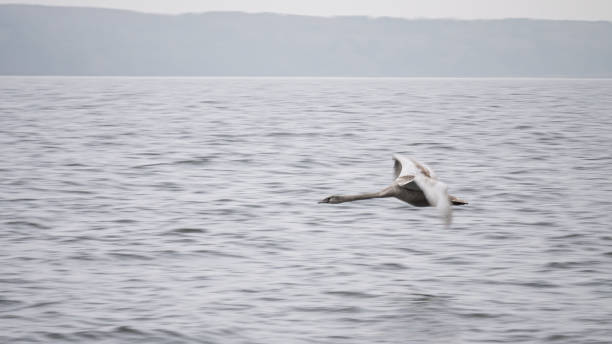 istock Flying Gray Swan. Panning. Beautiful Wild Animal. 1316298295