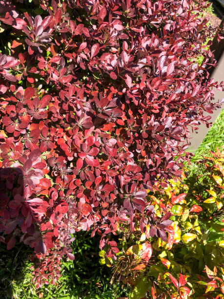 istock Colorful red bush with green leaves 1316298696