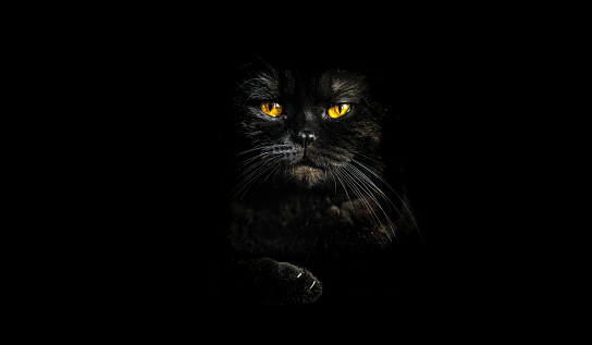 Black Cat Portrait And Aggressive Background