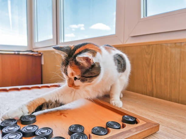 divertente gatto calico che gioca a backgammon al chiuso, intelletto animale domestico - backgammon board game leisure games strategy foto e immagini stock