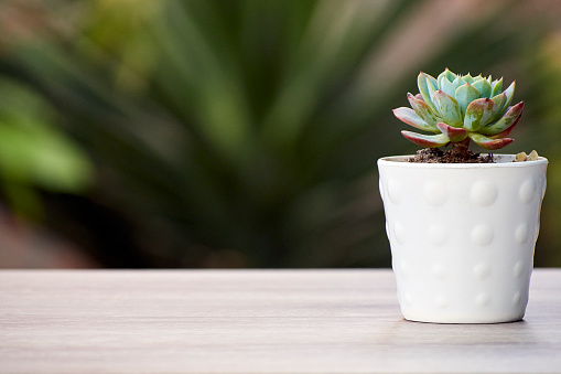 white pot with succulent plant on wooden table and natural background in Ica, Ica, Peru