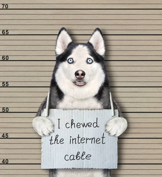 istock Dog husky chewed internet cable 1316303762