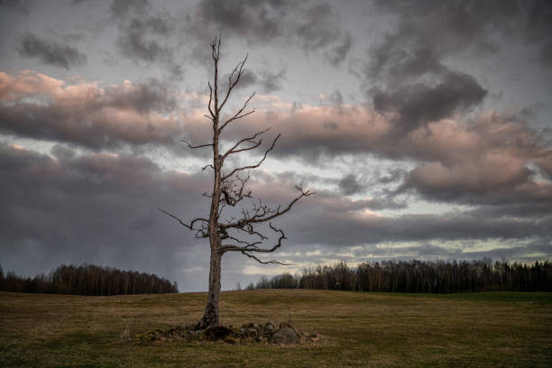 One tree on countryside landscape over sky in Sainte-Magnance, France
