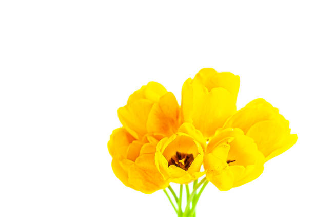 bouquet of yellow tulips on a white background with copy space