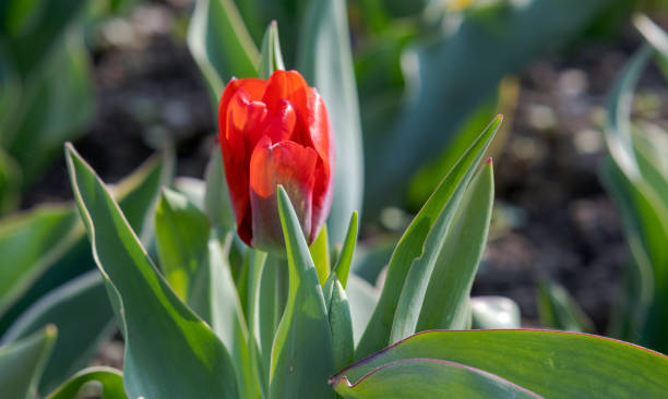 Red Tulip stock photo