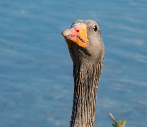 greylag goose stock photo