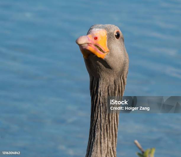 Greylag Goose Stock Photo - Download Image Now - Animal, Animal Body Part, Animal Wildlife