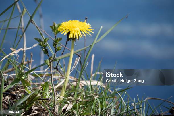 Yellow Flower In Front Of See Stock Photo - Download Image Now - Beauty In Nature, Blossom, Close-up