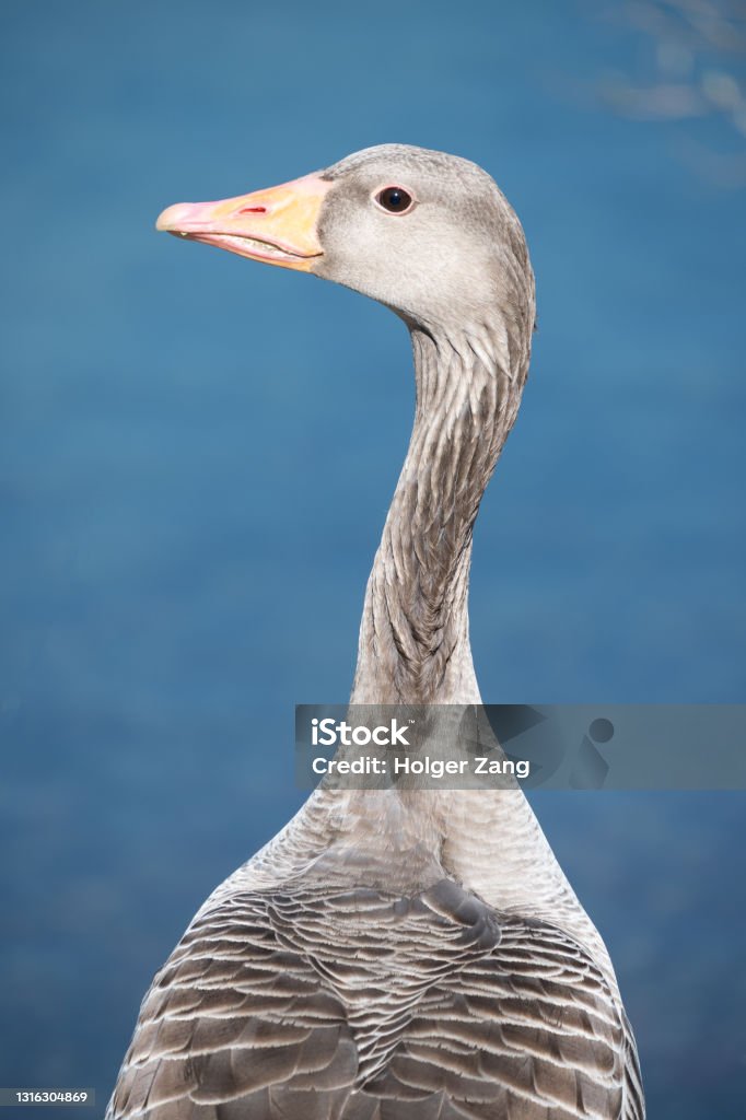 greylag goose Greylag goose Animal Stock Photo