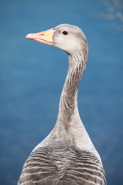 greylag goose stock photo
