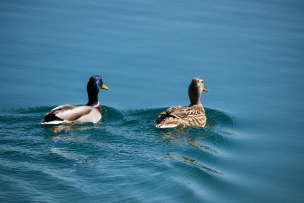 Two ducks stock photo
