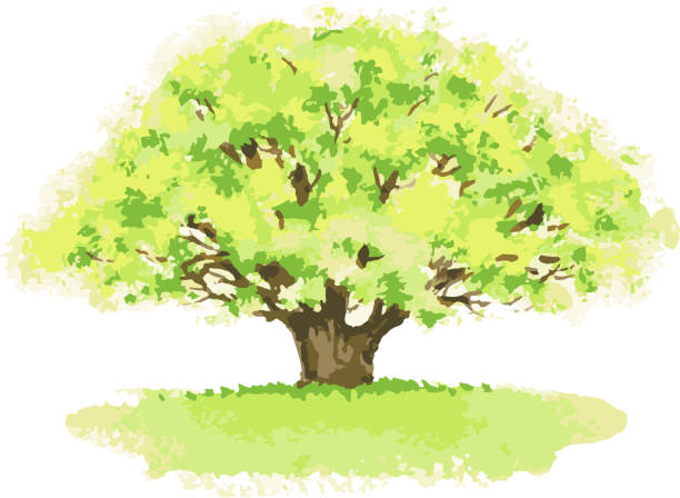 Vector watercolor image of old oak tree in summer Vector watercolor image of old oak tree in summer. old oak tree stock illustrations