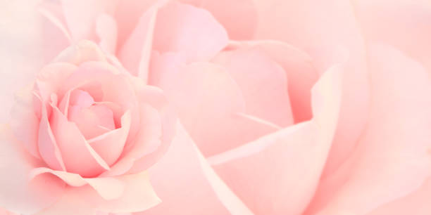 istock Blurred horizontal background with rose of pink color 1316306196