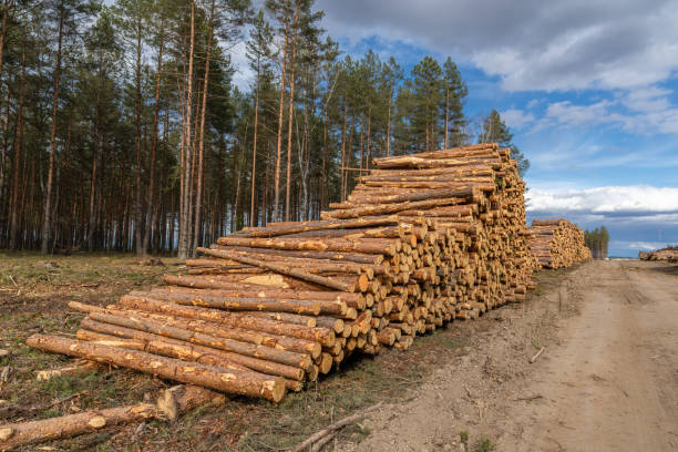 istock Forestry. Log stacks along the forest road. Forest pine and spruce trees. Log trunks pile, the logging timber wood industry. 1316306285
