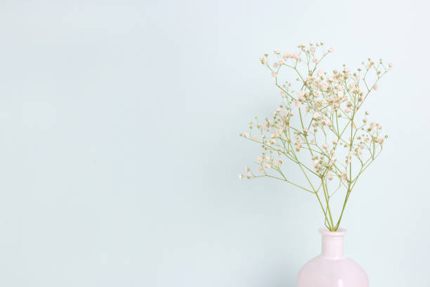 istock Gypsophila flower in white vase in front. 1316306290