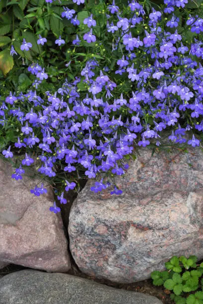 Blue flowers of Lobelia erinus among granite rocks in the ornamental garden