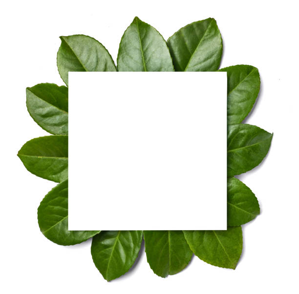 istock leaf flower greeting card note paper frame background flat lay floral layout invitation nature spring green 1316308014