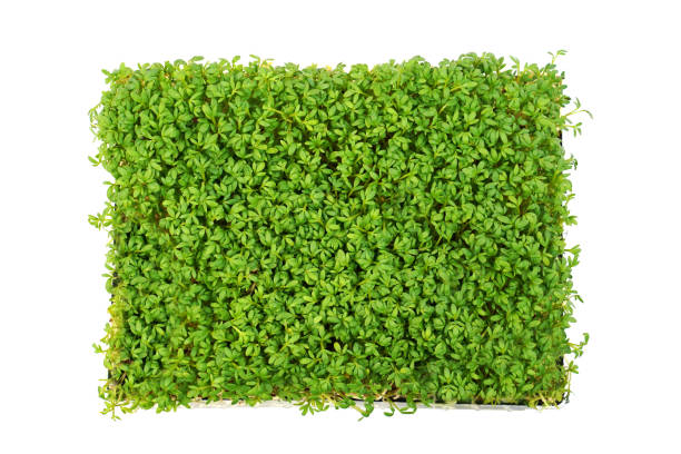 istock Garden cress top view an isolated on white background. 1316309065