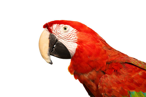 istock Portrait of amazon red macaw parrot on white background 1316309351