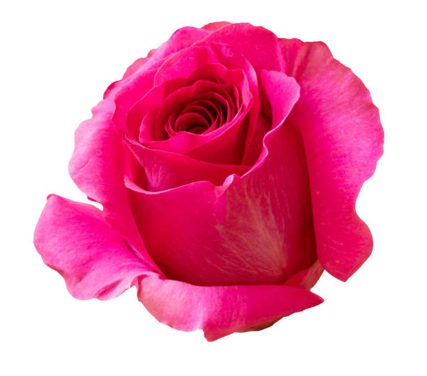 istock Rose flower isolated on white background 1316309626