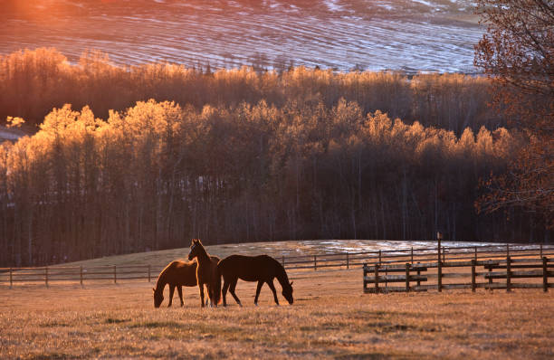 istock Three Horses In Fall Grazing In Beautiful Meadow 1316309738
