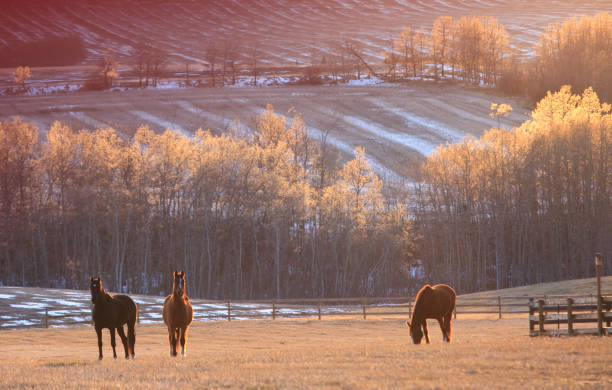 istock Three Horses In Fall Grazing In Beautiful Meadow 1316309747