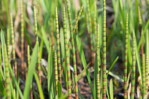 Cattail reeds background