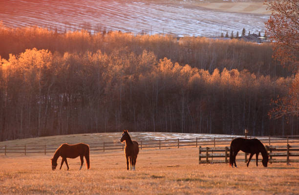istock Three Horses In Fall Grazing In Beautiful Meadow 1316310864