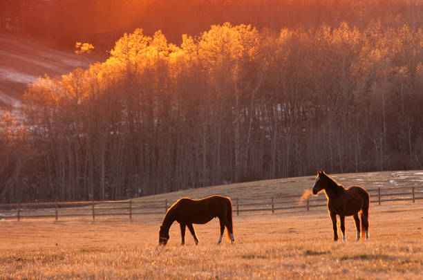 Two backlit horses grazing in a meadow in fall. Beautiful pose and vapor from breathing horses on a cold fall day. Image taken in Alberta.