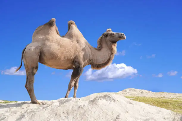 Photo of Wild Bactrian Camel . Two humps camel.