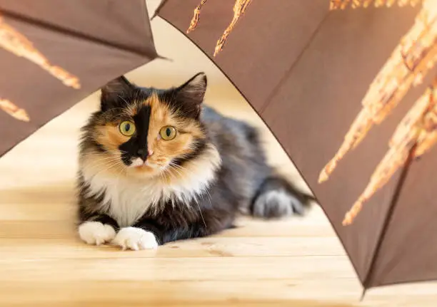 Photo of Surprised young fluffy three-color cat is lying among brown umbrellas on wooden floor and looking at camera.