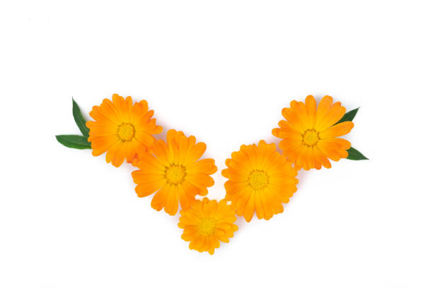 黄色の背景に葉のマリーゴールドの花。スペースをコピーします。トップ ビュー。 - nobody nature orange calendula arvensis ストックフォトと画像